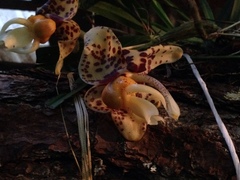 Stanhopea hernandezii