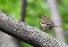 Turdus pallidus