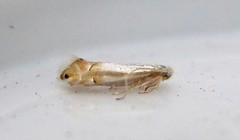 Phyllonorycter quercialbella
