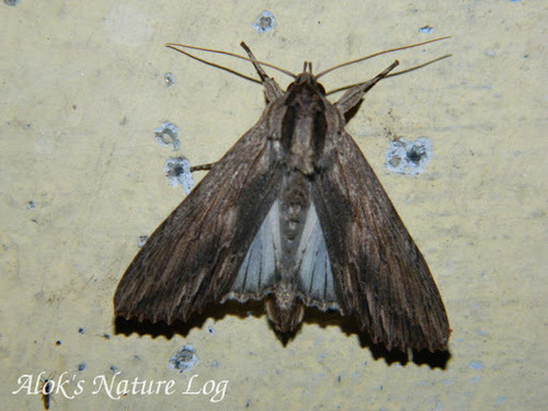 Auchmis inextricata
