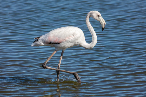 Foto de Greater Flamingo