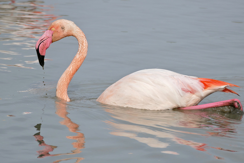 Foto de Greater Flamingo
