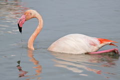 Greater Flamingo photo 4