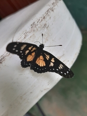 Chlosyne narva
