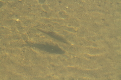 Black Mahseer photo 3