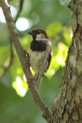 Passer domesticus