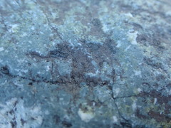 Arthonia phaeobaea