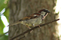 Passer domesticus