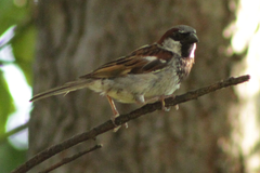 Passer domesticus