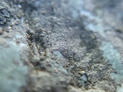 Arthonia phaeobaea