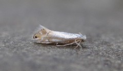 Phyllonorycter quercialbella