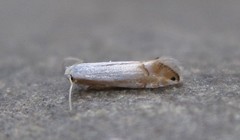 Phyllonorycter quercialbella