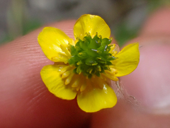 Ranunculus grayi