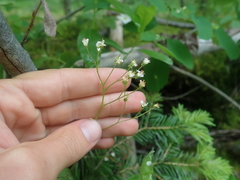 Micranthes idahoensis