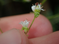 Micranthes idahoensis