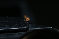 Cyrtolobus vau