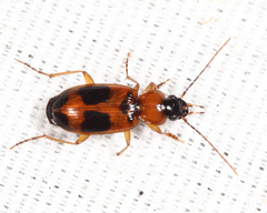 Badister neopulchellus