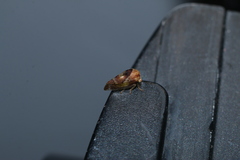 Cyrtolobus vau
