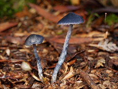 Entoloma panniculus