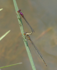 Enallagma dubium