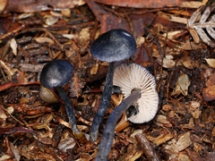 Entoloma panniculus