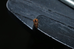 Cyrtolobus vau