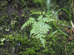 Davallia mariesii
