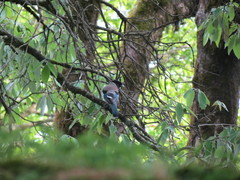 Garrulus lanceolatus
