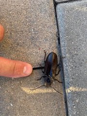 Archodontes melanopus