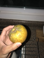 Pouteria campechiana