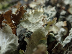 Platismatia norvegica