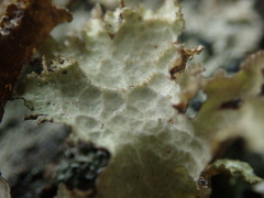 Platismatia norvegica