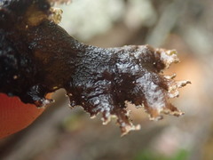 Platismatia norvegica