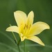Citron Day-Lily - Photo (c) Keita Watanabe, some rights reserved (CC BY-NC), uploaded by Keita Watanabe