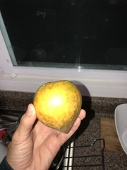 Pouteria campechiana