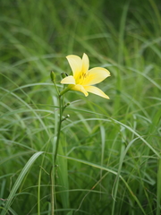 Hemerocallis citrina vespertina