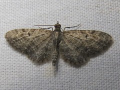Eupithecia annulata