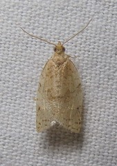 Acleris britannia