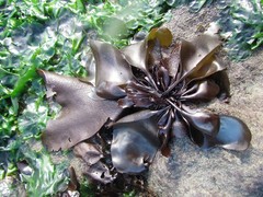 Mazzaella laminarioides