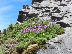 Penstemon cardwellii