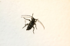 Lophopogonius crinitus