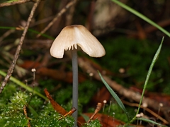 Entoloma albidocoeruleum