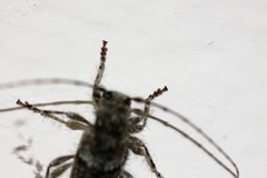 Lophopogonius crinitus