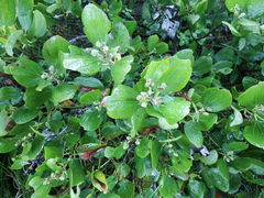 Ceanothus velutinus velutinus