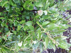 Ceanothus velutinus velutinus