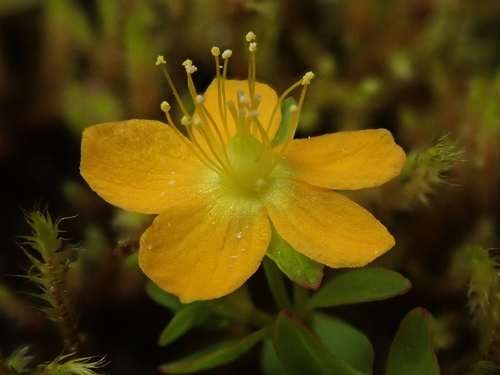 tinker's penny (Hypericum anagalloides)