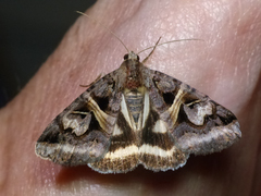 Drasteria grandirena