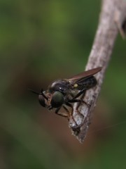 Cerotainia macrocera