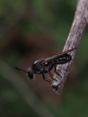 Cerotainia macrocera