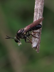 Cerotainia macrocera